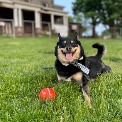 Pet Virus Bouncing Ball